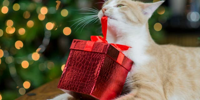 Is your cat feeling left out at Christmas? Fancy Feast has an idea. (iStock)