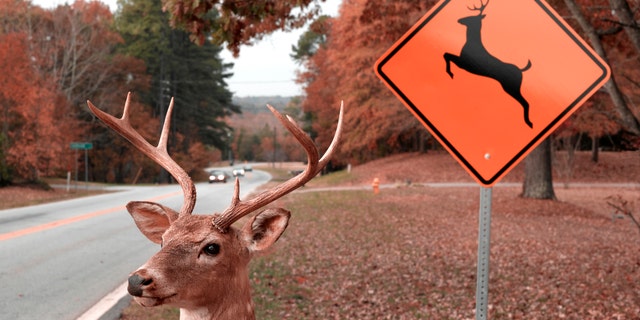 A boy in South Carolina suffered minor injuries when he was shot in the arm by deer hunters. Authorities are now investigating the incident.