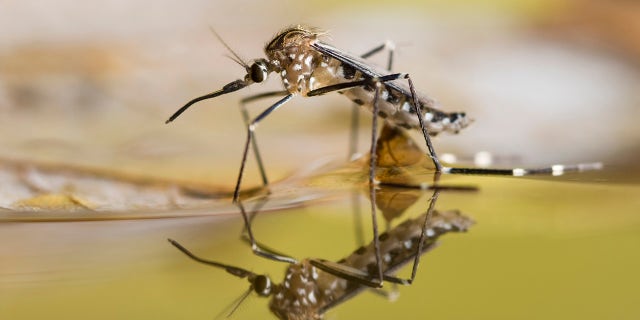 A mosquito