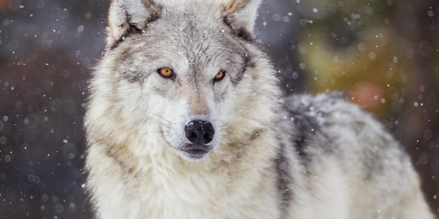Hunters and trappers registered 82 gray wolves in the first 39 hours of the special season, which began Monday and was scheduled to run through Sunday if harvest quotas were not hit.