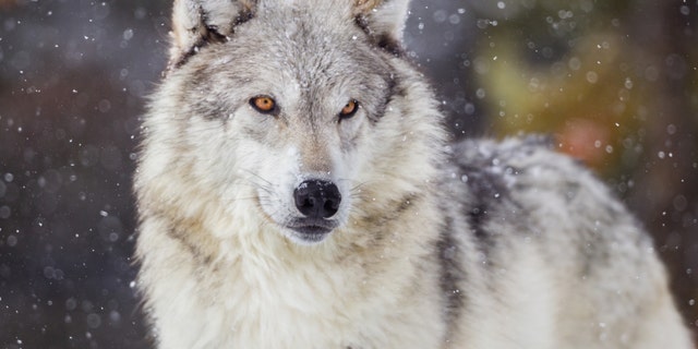 A Michigan poacher has lost his hunting privileges for life after illegally harvesting endangered gray wolves, among other species.