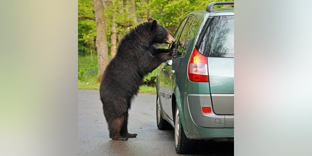 The bear responsible for the break in is named Cinnabun (not pictured), and is well known in the community.