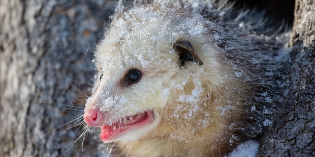 Opossums need hair to survive the cold outdoors, which is why people have been donating sweaters to the baby opossum with a condition that cannot grow hair.