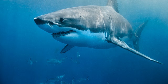 Australian Fisherman Has Close Encounter With Giant Great White Shark ...