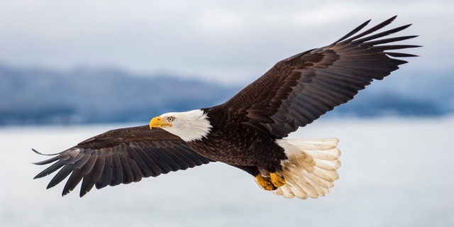 A bald eagle flies majestically over icy waters. 