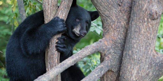 The black bear was “vocalizing” in a tree last Thursday. (iStock)