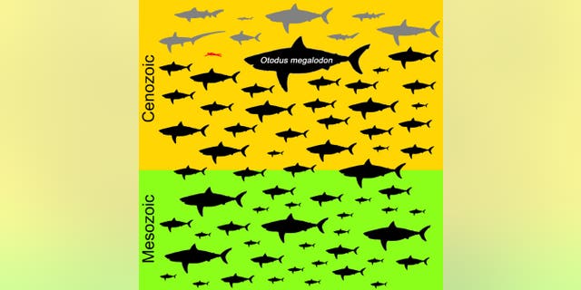 Schematic drawing showing the distribution of maximum possible sizes of all known 70 non-planktivorous genera (groups) in the shark order Lamniformes, comprising modern (in gray) and extinct (in black; with hypothetical silhouettes) members and in comparison with an average adult human (in red) as scale. (Kenshu Shimada, DePaul University)