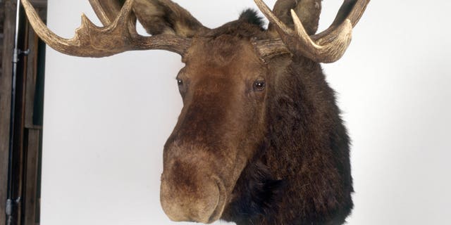 A moose head in the TV series "Northern Exposure"