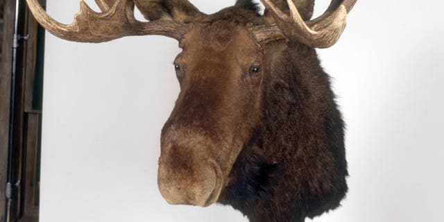 A moose head in the TV series "Northern Exposure"