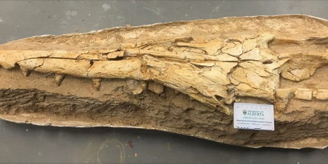 The fossilized skull of the newly identified mosasaur features a long, narrow snout and interlocking teeth, which suggest it adapted to hunt particular prey in a highly competitive ecosystem. (Catie Strong)