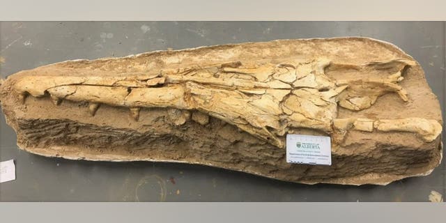 The fossilized skull of the newly identified mosasaur features a long, narrow snout and interlocking teeth, which suggest it adapted to hunt particular prey in a highly competitive ecosystem. (Catie Strong)