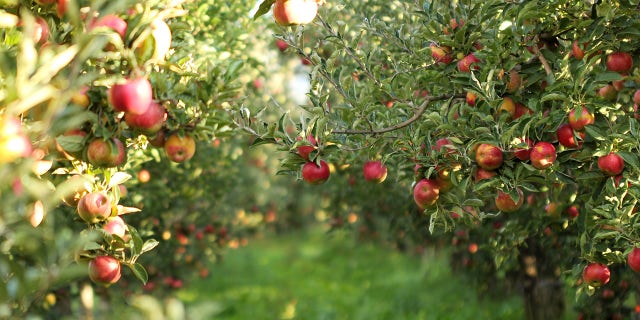 A group of fruit trees are called an orchard.