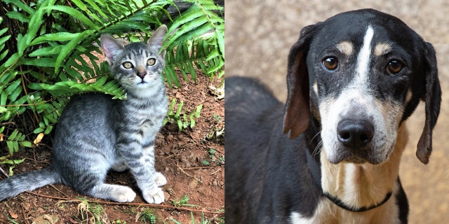 An animal rescue group flew more than 600 dogs and cats from Hawaiian shelters. (Lanai Cat Sanctuary/Kauai Humane Society)