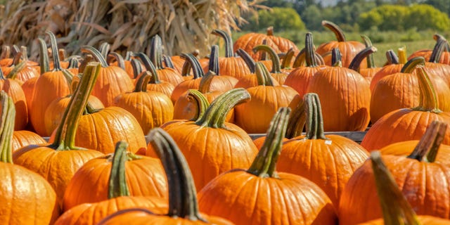Aside from vitamin A, pumpkins are a high source of vitamin C, which is a nutrient that has long been associated with immunity-boosting.