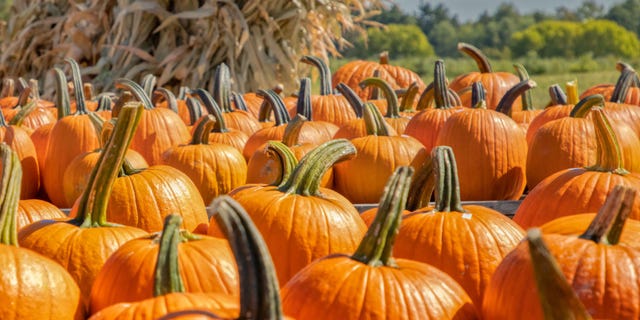 Aside from vitamin A, pumpkins are a high source of vitamin C, which is a nutrient that has long been associated with immunity-boosting.