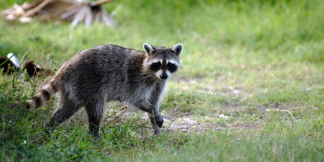 raccoon seen in a field