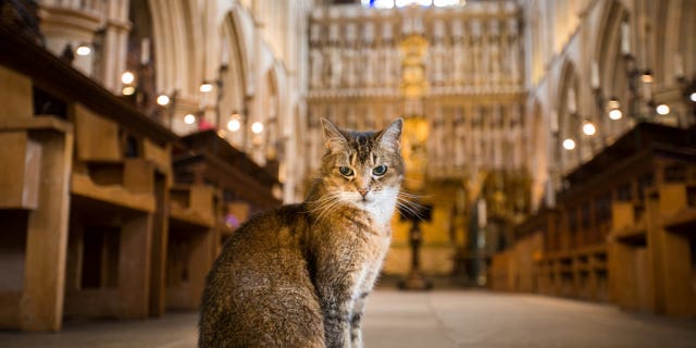 Doorkins Magnificat (pictured) came to the Southwark Cathedral in London in 2008 and quickly made the cathedral her home. (SWNS)