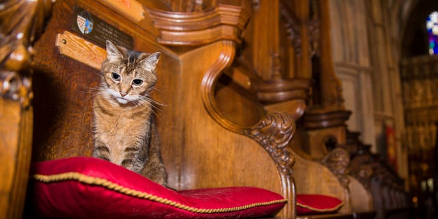 On Wednesday, the cathedral held a memorial service for Doorkins, who died of liver failure on Sept. 30. (SWNS)