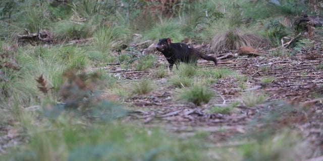 A Tasmanian devil shortly after release into a wild sanctuary on Barrington Tops. (Aussie Ark)