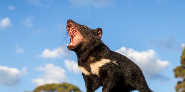 Tasmanian Devil beauty shot. (Aussie Ark)