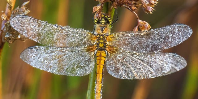 Spectacular images show one of the last damselflies of summer covered in dew as it clings to a reed at dawn. (Credit: SWNS)