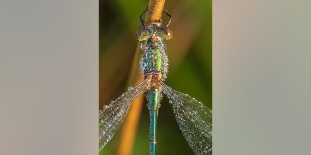Wildlife photographer Andrew Fusek Peters captured the stunning emerald damselfly at Long Mynd nature reserve, Shrops. He spent hours searching for the insects and waiting for the sun to rise high enough.