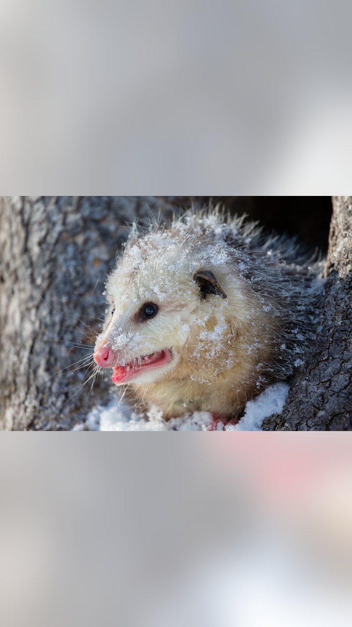 Can Possums Survive Cold Weather: Essential Facts Revealed