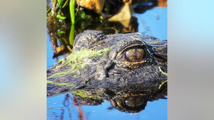 Fox News Flash top headlines for October 13