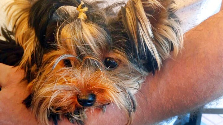 Dogs trained to sniff out travelers with COVID-19 at Dubai International Airport
