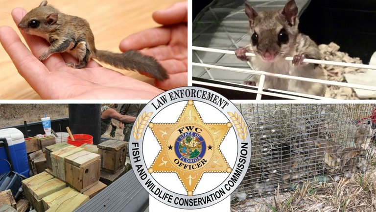 Florida wildlife investigators uncover flying squirrel trafficking ring: officials