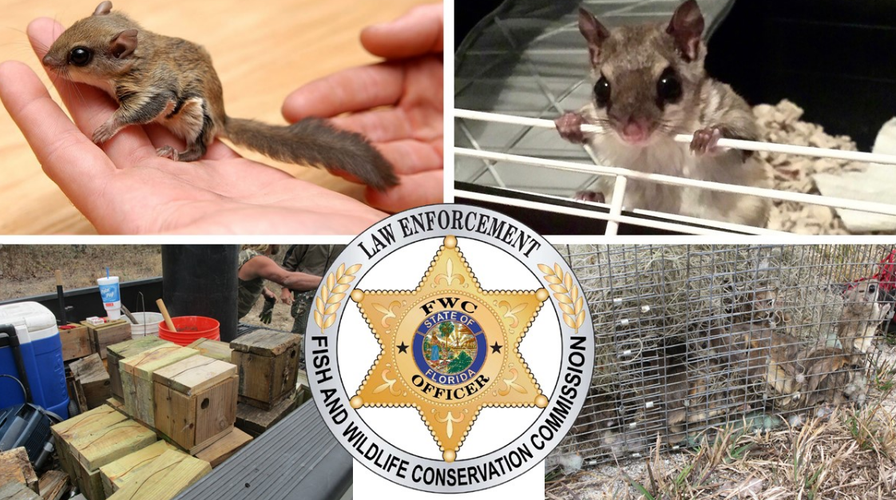 Seven Charged in Flying Squirrel Trafficking Ring, Florida