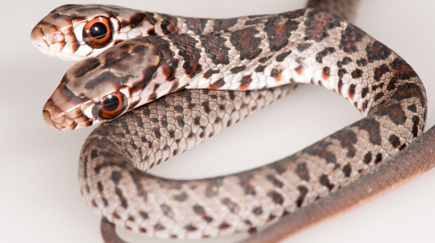 Colorado man uncoils 4-foot snake from toilet