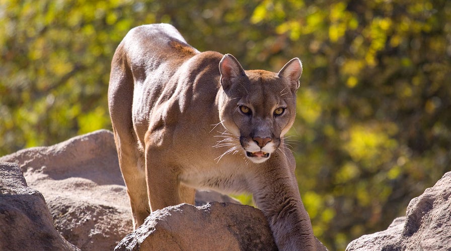 Aggressive cougar makes threatening moves toward Utah runner