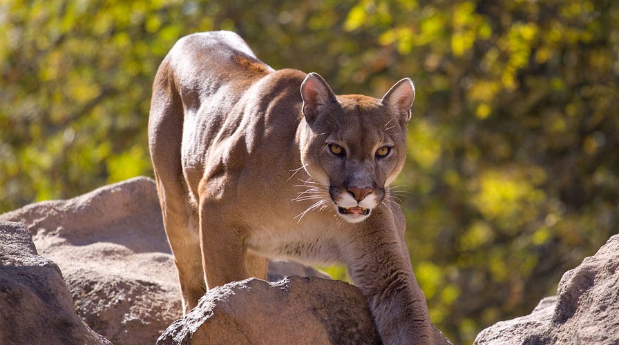 Aggressive cougar makes threatening moves toward Utah runner