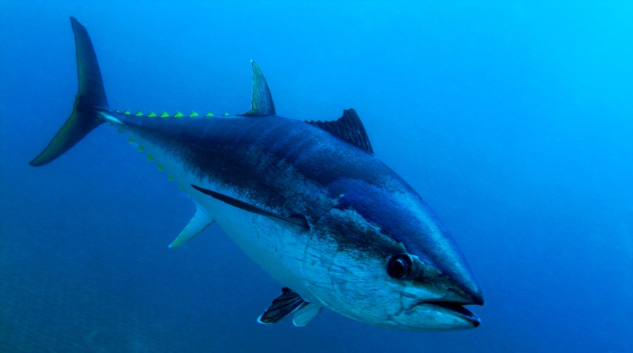 Angler reels in rare 364-pound 'super cow' bluefin tuna in