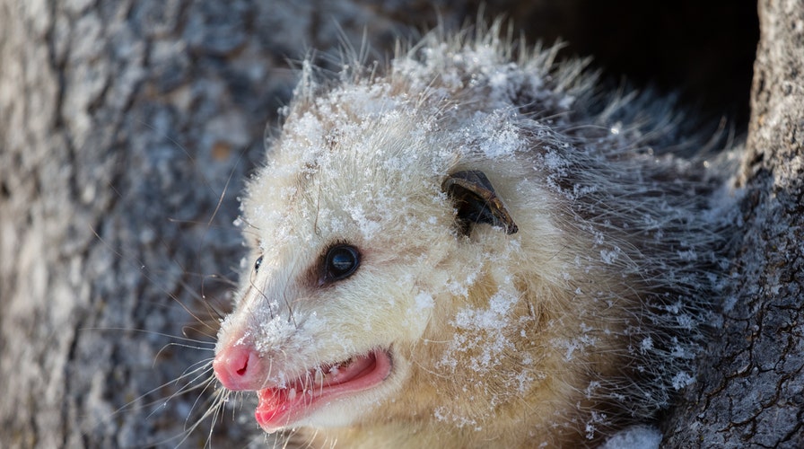 Rare Hairless Opossum Dropped At Wildlife Center Gets ‘winter Wardrobe Of Sweaters To Survive