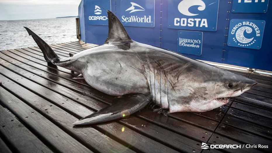 Researchers find 17-foot-long great white shark off Nova ...