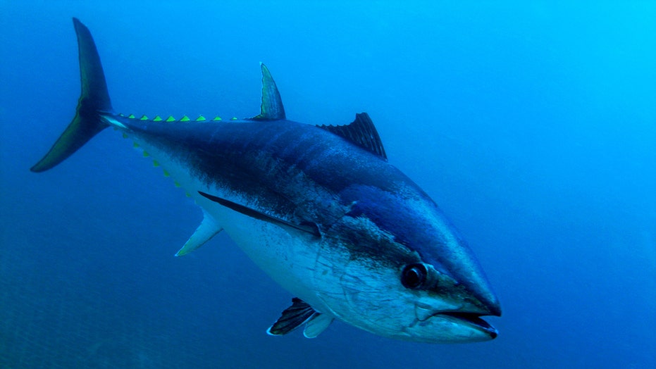 bluefin tuna reels