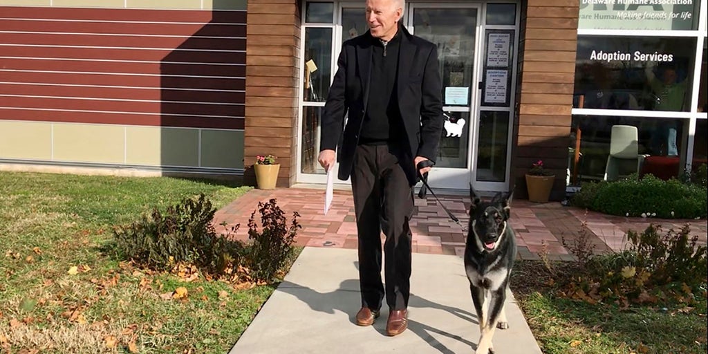 What to know about German shepherds after Major Biden's 'biting incident' - Vimarsana News