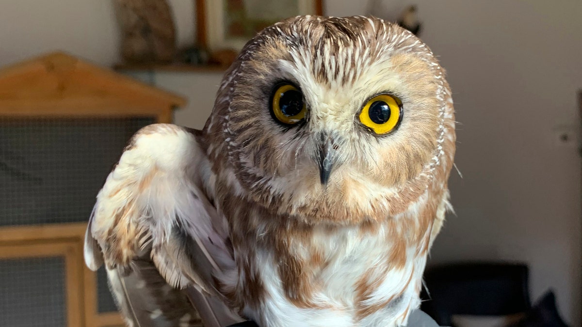 Rocky the saw-whet owl