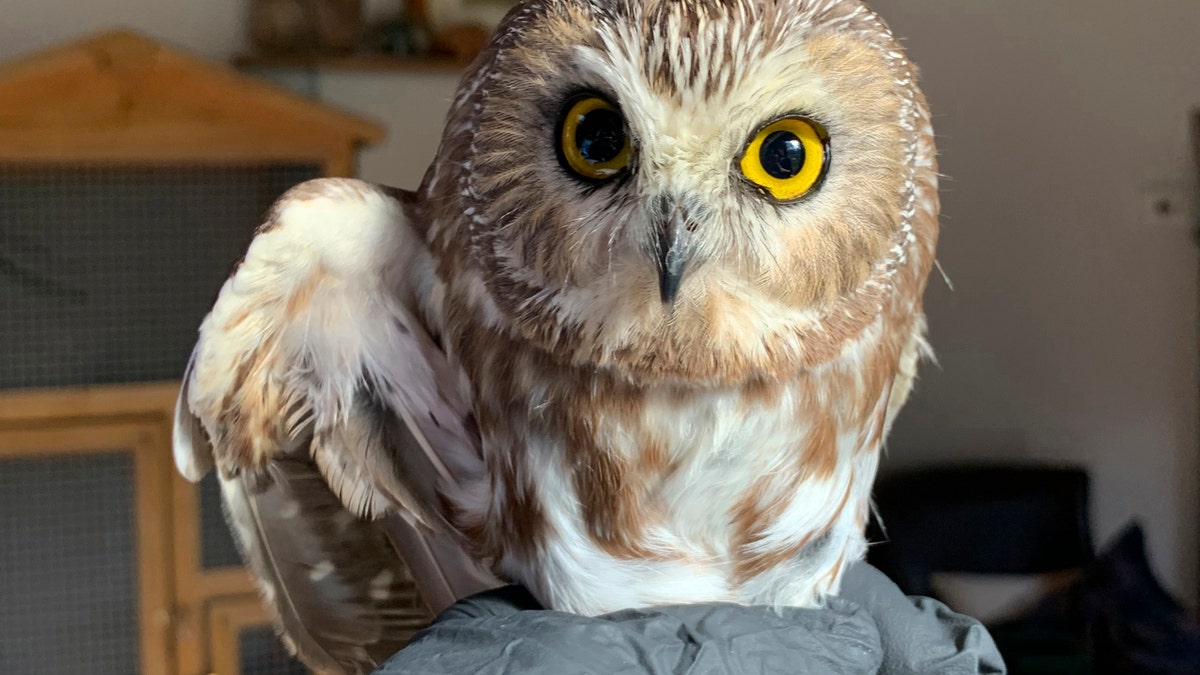 Rocky the saw-whet owl