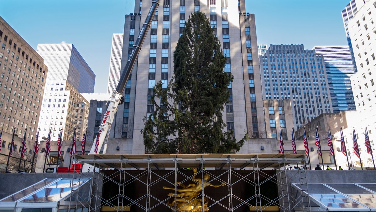 The 2020 Rockefeller Center Christmas tree, a 75-foot tall Norway spruce that was acquired in Oneonta, N.Y., is secured on a platform at Rockefeller Center Saturday, Nov. 14, 2020, in New York. (AP Photo/Craig Ruttle)