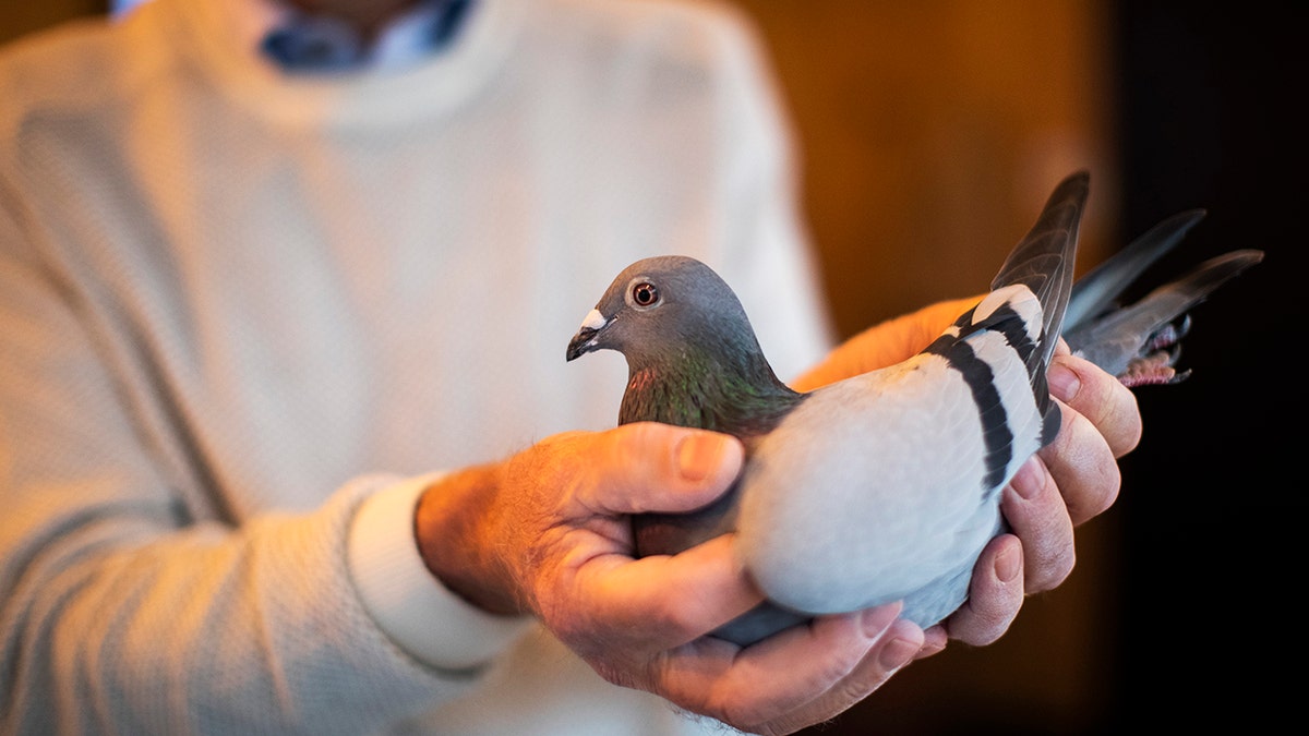 Carlo Gyselbrecht, co-owner of Pipa, a Belgian auction house for racing pigeons, shows a two-year old female pigeon named New Kim.