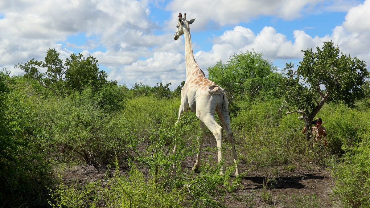 In this photo released by the Ishaqbini Community Conservancy, a male giraffe with a rare genetic trait called leucism that causes a white color is seen in the Ishaqbini Community Conservancy in Kenya Sunday, Nov. 8, 2020. The only known white giraffe in the world has been fitted with a GPS tracking device to help protect it from poachers as it grazes in the arid savannah in Kenya near the Somalia border. (Ishaqbini Community Conservancy via AP)