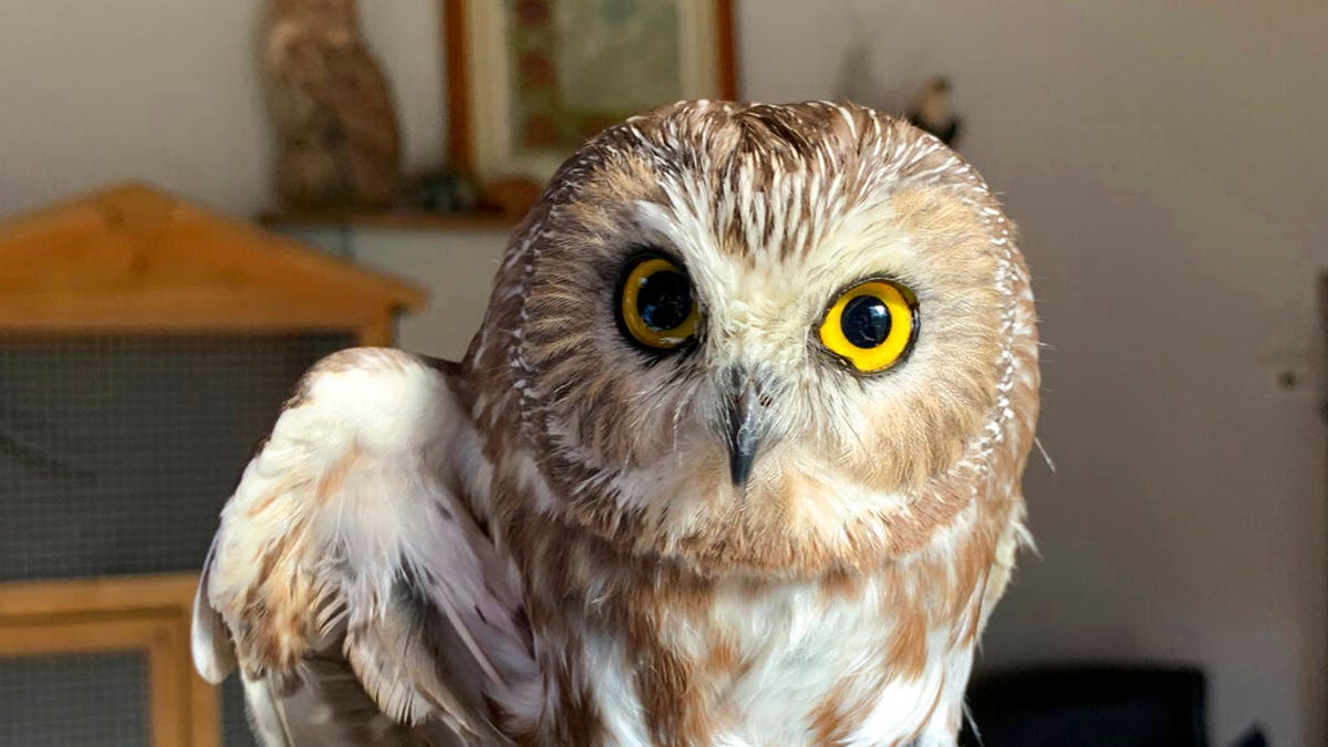 A tiny owl was found to be living inside NYC’s Rockefeller Center tree in November.