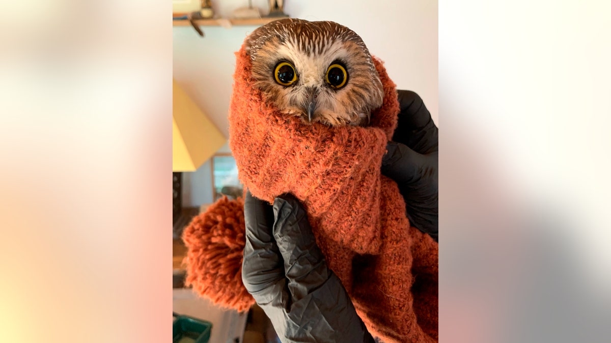 Rocky the saw-whet owl