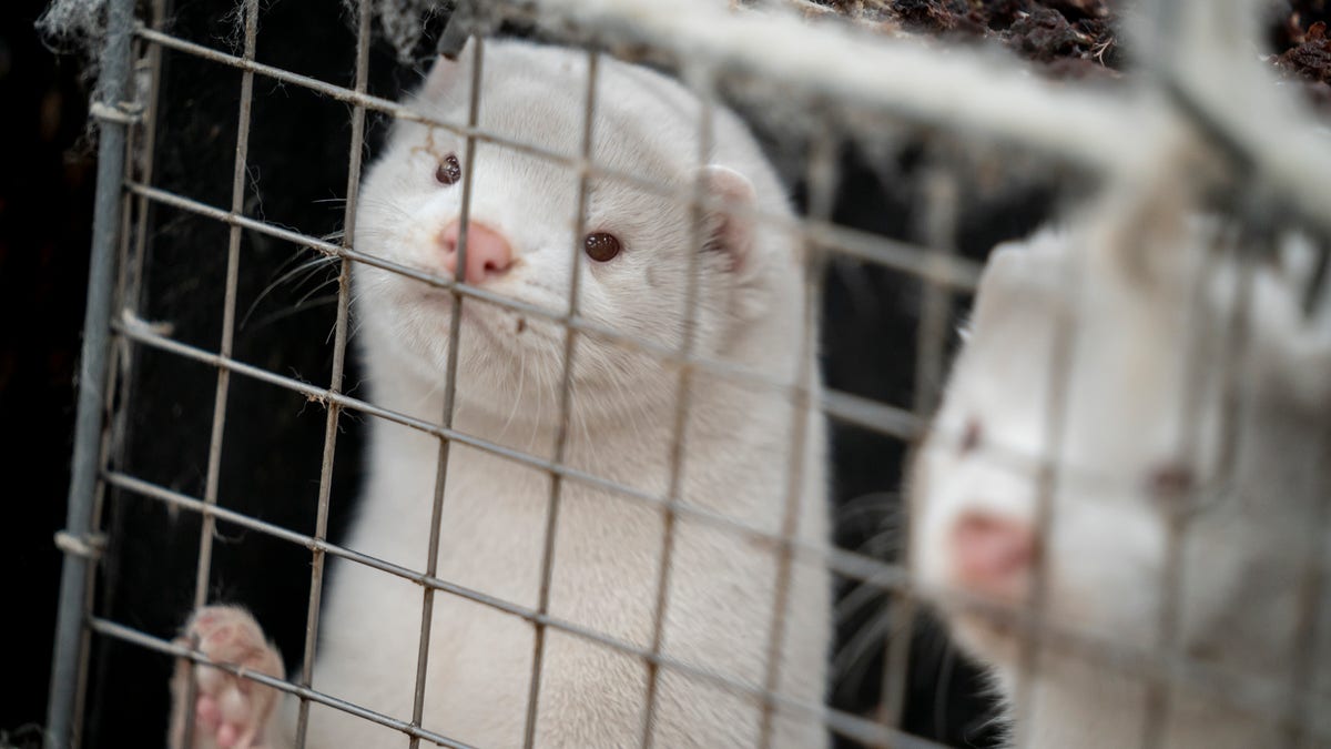 In this file photo dated Friday Nov. 6, 2020, mink look out from a pen on a farm near Naestved, Denmark. Danish Prime Minister Mette Frederiksen has appointed Thursday Nov. 19, 2020, a new agriculture minister, after Mogens Jensen resigned after the government ordered the culling of all Danish mink because of the coronavirus, but without having the necessary legislation in place first.(Mads Claus Rasmussen/Ritzau Scanpix via AP)