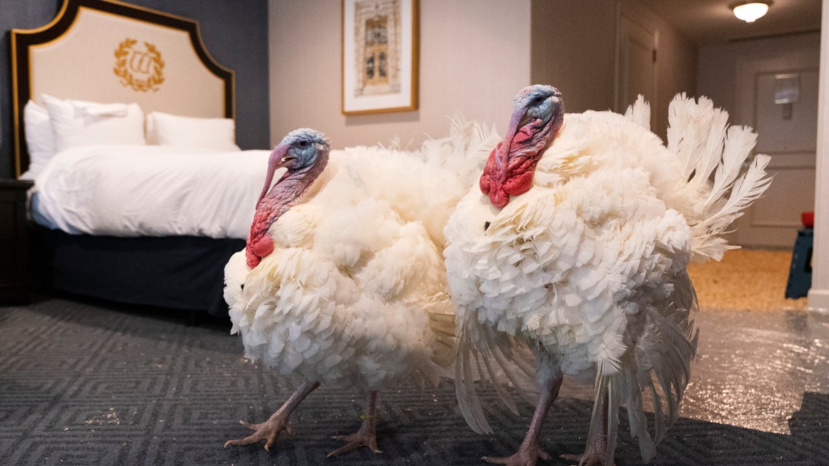 Corn and Cob strut their stuff inside their hotel room at the Willard Hotel on Nov. 23. (AP Photo/Jacquelyn Martin)