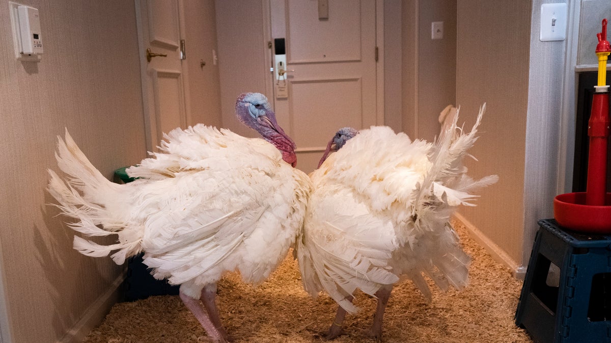 The turkeys were raised by Ron Kardel of Walcott, Iowa, a sixth-generation farmer and chair of the National Turkey Federation. (AP Photo/Jacquelyn Martin)