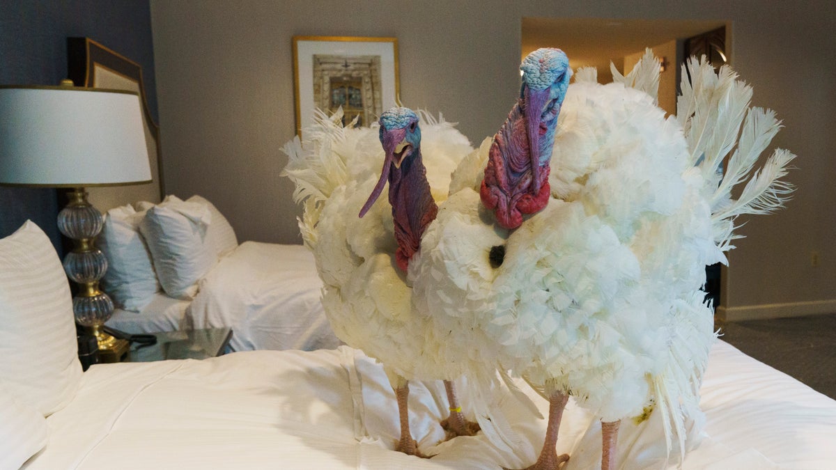 The turkeys pecked around the sawdust-covered floors and kicked back on their hotel beds for a classic photo op on Monday. (AP Photo/Jacquelyn Martin)